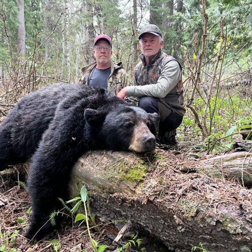 Black_Bear(1)